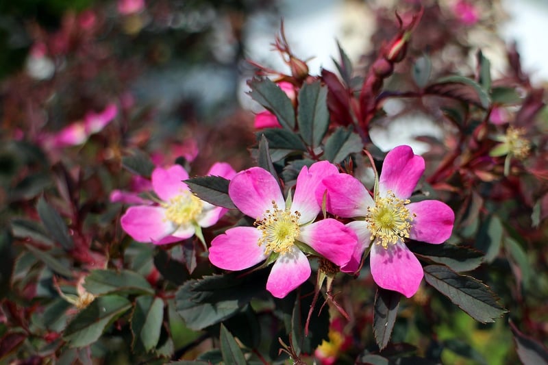 Flowering Shrubs